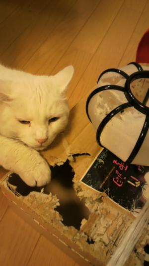 飼い主の憂鬱(爪とぎ編)