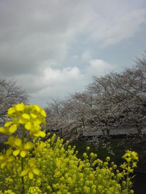 花見In藤枝