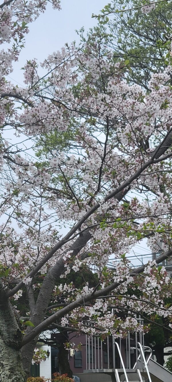 来年の桜は🌸