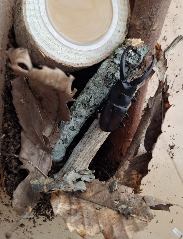 今年もクワガタ飼育